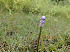 Aponogeton bruggenii