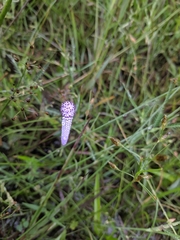 Aponogeton bruggenii