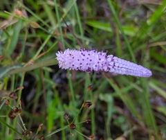 Aponogeton bruggenii