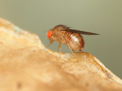 Drosophila tripunctata