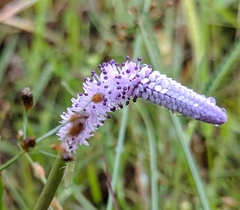 Aponogeton bruggenii