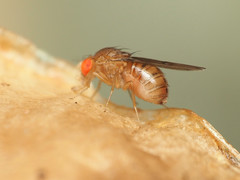 Drosophila tripunctata