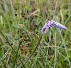 Aponogeton bruggenii