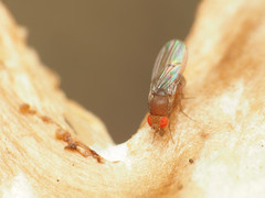 Drosophila tripunctata