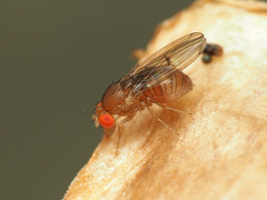 Drosophila tripunctata