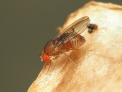 Drosophila tripunctata