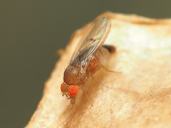 Drosophila tripunctata