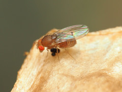 Drosophila tripunctata