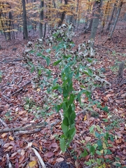 Pentanema squarrosum