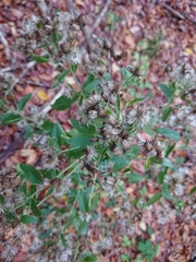 Pentanema squarrosum