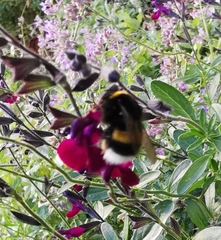 Bombus