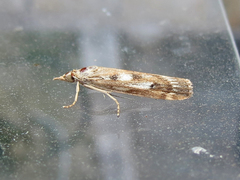 Occidentalia comptulatalis