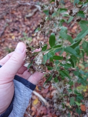 Pentanema squarrosum