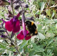 Bombus