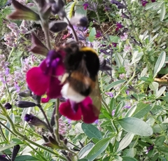 Bombus