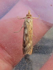 Occidentalia comptulatalis