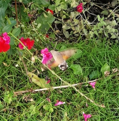 Macroglossum stellatarum