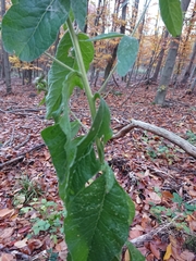 Pentanema squarrosum