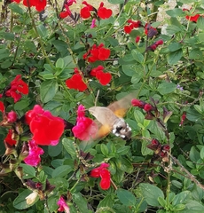 Macroglossum stellatarum