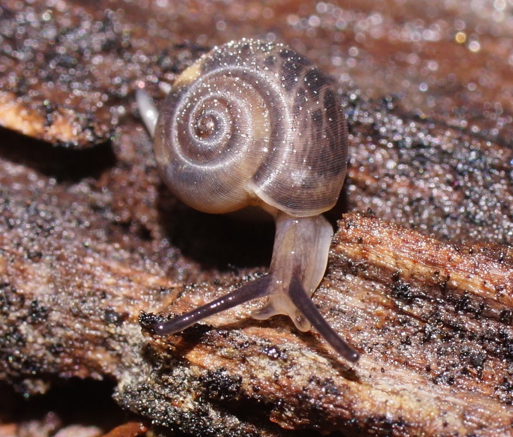 Pillomena meraca
