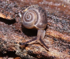 Pillomena meraca