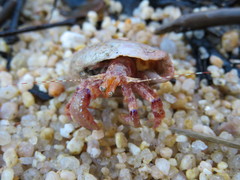 Diacanthurus spinulimanus