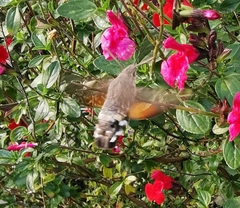 Macroglossum stellatarum