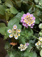 Lantana camara