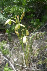 Albuca schoenlandii