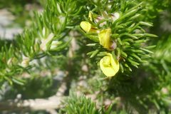 Aspalathus cliffortiifolia