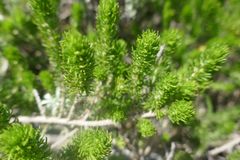 Aspalathus cliffortiifolia