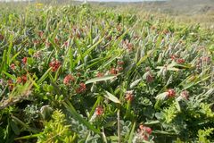 Indigofera tomentosa