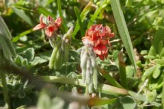 Indigofera tomentosa