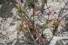 Zaluzianskya maritima