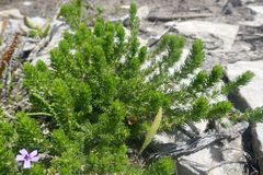 Aspalathus cliffortiifolia