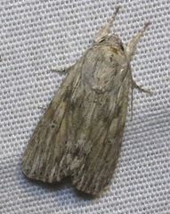 Spodoptera albula