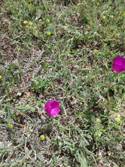 Callirhoe involucrata