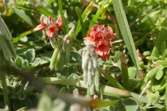 Indigofera tomentosa