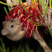 Honey Possums - Photo (c) Ry Beaver, some rights reserved (CC BY-NC), uploaded by Ry Beaver