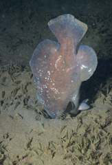 Rypticus saponaceus