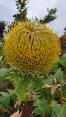 Banksia baxteri