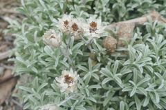 Achyranthemum argenteum
