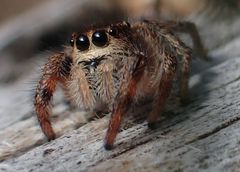 Pellenes tripunctatus