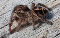 Pellenes tripunctatus