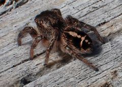 Pellenes tripunctatus