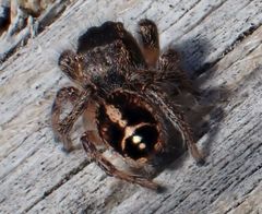 Pellenes tripunctatus