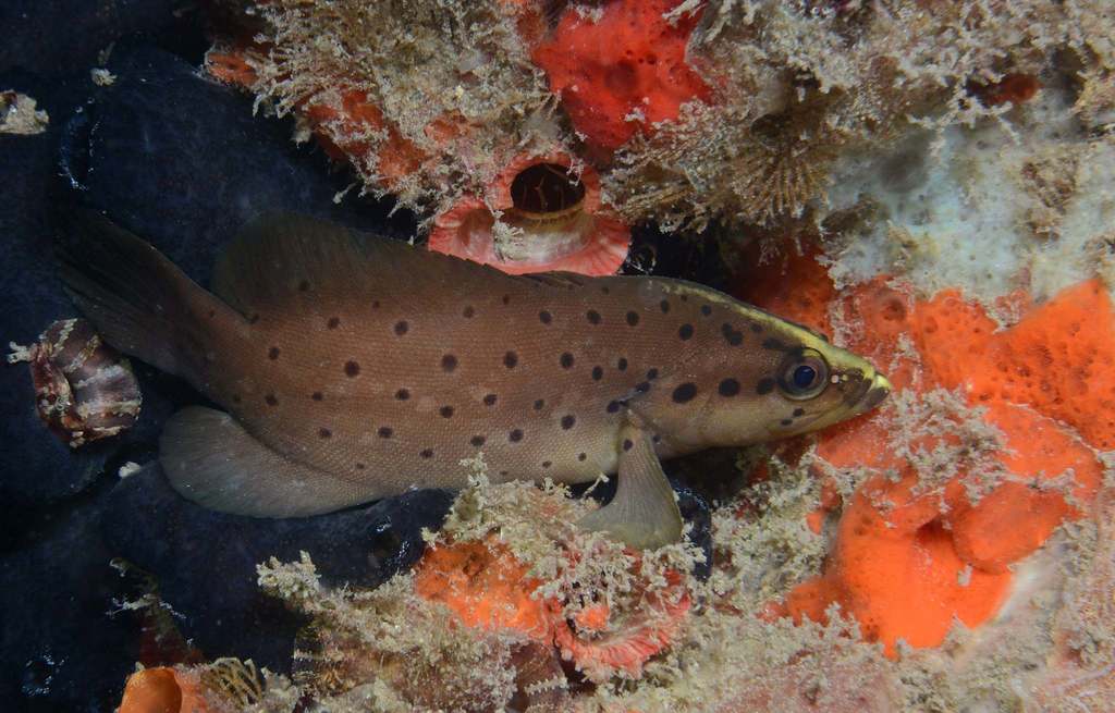 Spotted Soapfish