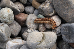 Chamberlinius hualienensis