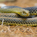 Western Montpellier Snake - Photo (c) jjulio2000, some rights reserved (CC BY-NC)