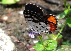 Talicada nyseus nyseus
